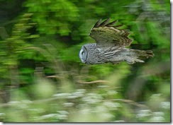owl-in-mid-flight