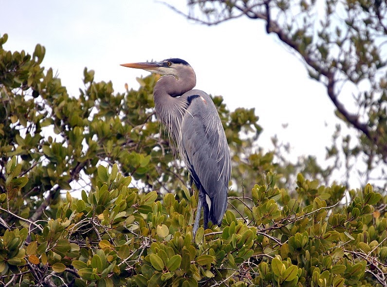 [00a---Animals---Great-Blue-Heron4.jpg]