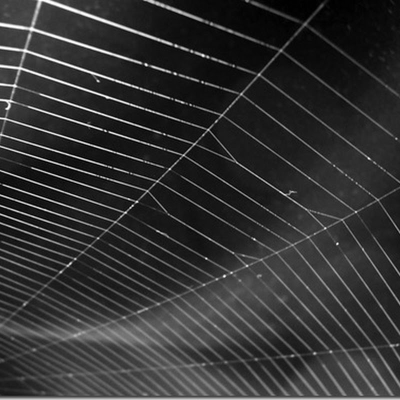 Estudio revela las propiedades mecánicas de la telaraña