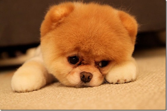 animals-worried-face-32