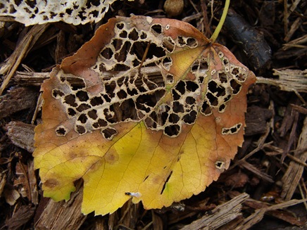 partially-skeletonized leaf