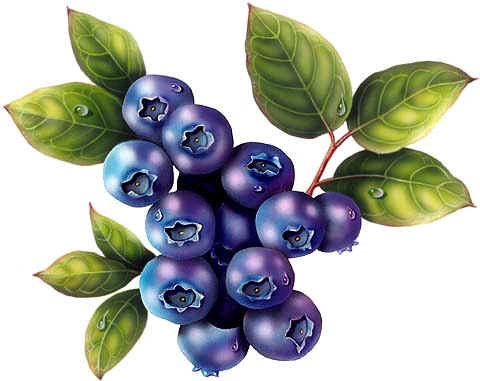 [Blueberries%255B3%255D.jpg]