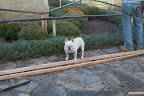The crew used bamboo for the boxwood hedges, but I suppose this terrace garden requires a different type of structure. It looks like they're using some of Dominick's farm-made lumber. The crew used bamboo for the boxwood hedges, but I suppose this terrace garden requires a different type of structure. It looks like they're using some of Dominick's farm-made lumber.