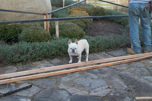The crew used bamboo for the boxwood hedges, but I suppose this terrace garden requires a different type of structure. It looks like they're using some of Dominick's farm-made lumber. The crew used bamboo for the boxwood hedges, but I suppose this terrace garden requires a different type of structure. It looks like they're using some of Dominick's farm-made lumber.