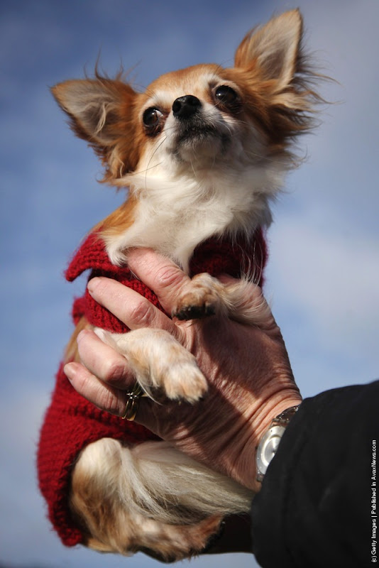 crufts-2012-3