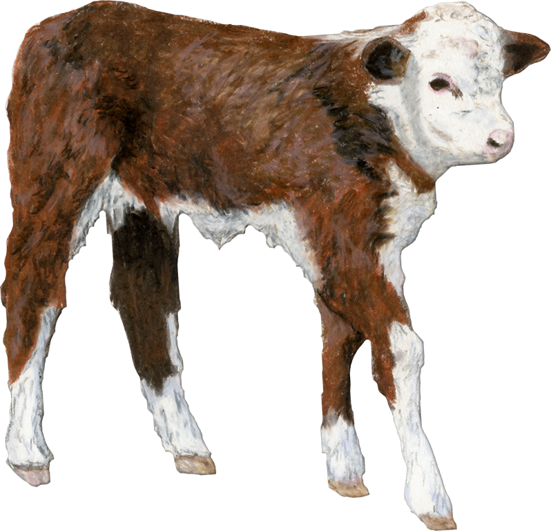 [ABL_CowboyUp_Emb1_Calf%255B5%255D.png]