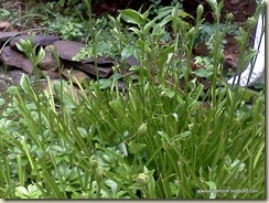 Eaten Hosta Still Going to Bloom