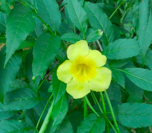 DSCN9841.jpg DSCN9841