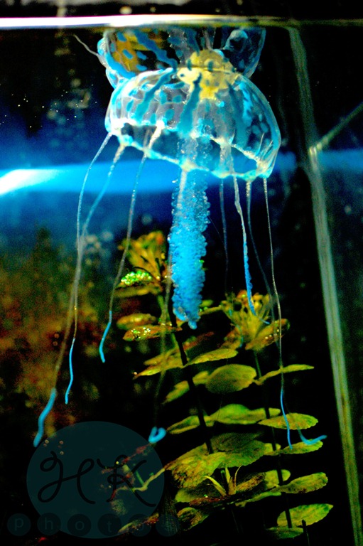 [jellyfish%255B5%255D.jpg]