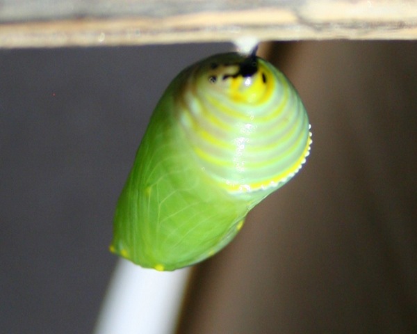 [IMG_8161%255B4%255D.jpg]