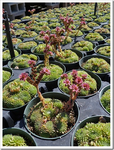 111001_succulent_gardens_sedums_in_flower_01 111001_succulent_gardens_sedums_in_flower_01