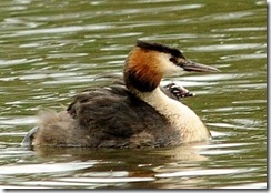 Coombe Abbey D300s X14  05-06-2012 13-50-002