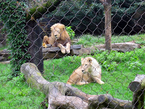 Zoo