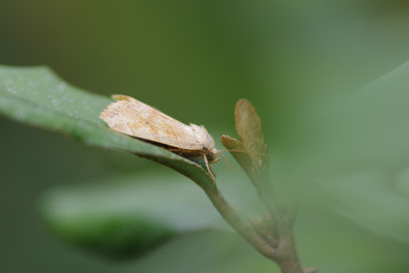 Noctuidae : Noctuinae : Cosmia trapezina (LINNAEUS, 1758). Les Hautes-Lisières (Rouvres, 28), 24 août 2012. Photo : J.-M. Gayman