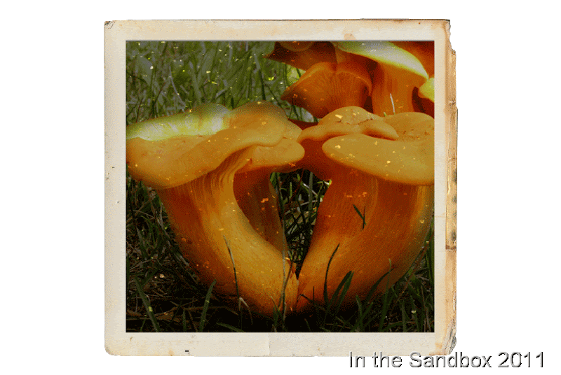jack-o-lantern-mushrooms-LR