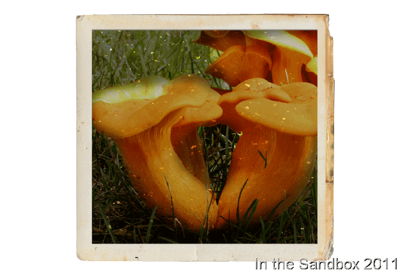 jack-o-lantern-mushrooms-LR jack-o-lantern-mushrooms-LR