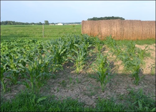 sweet corn July 8