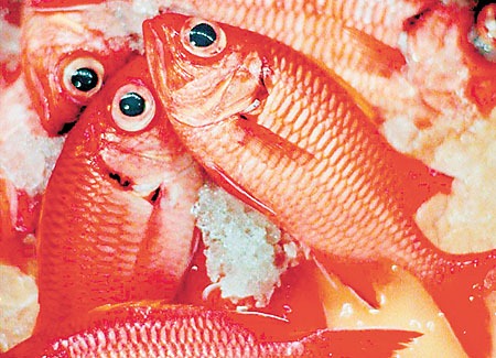 [menpachi%2520pic%255B2%255D.jpg]