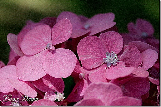 Hydrangea_SB