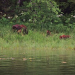 Wildlife Photo Gallery