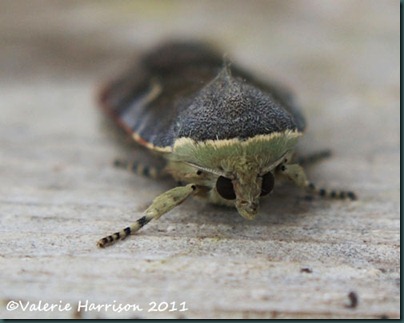 lesser-broad-bordered-yellow-underwing-face lesser-broad-bordered-yellow-underwing-face