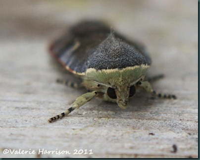 lesser-broad-bordered-yellow-underwing-face