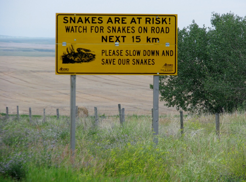 [1805%2520Alberta%2520Hwy%2520500%2520South%2520-%2520Watch%2520For%2520Snakes%2520On%2520Road%2520sign%255B3%255D.jpg]