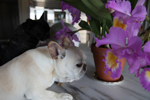 Did you know this type of hybrid takes seven years to bloom, Franny?  After that, it will bloom every year.  You're seven years old.  Can you imagine waiting your whole life to see it blossom?