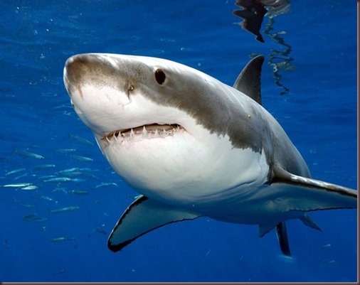 Amazing Animals Pictures White Shark (11)