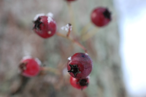 [Berries%255B2%255D.jpg]