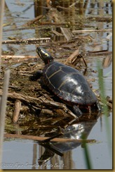 Painted Turtle