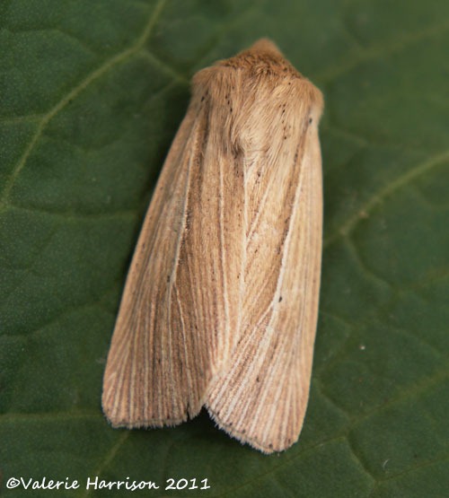 [common-wainscot-22.jpg]