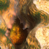Mollusca