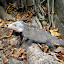 Iguane mâle