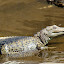 Crocodile at Hartleys - Port Douglas, Australia