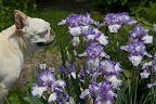 Searching for Blooms at the Farm