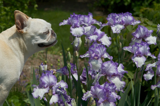 Francesca, Martha's lovely purple and white iris are in full bloom. This type is called a bearded iris. We should look around and see what other flowers in the blue family are blooming. Francesca, Martha's lovely purple and white iris are in full bloom. This type is called a bearded iris. We should look around and see what other flowers in the blue family are blooming.