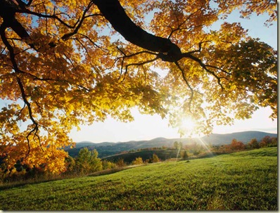 Maple leaves in Autumn.