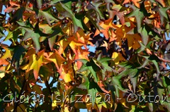 33 - Glória Ishizaka - Folhas de Outono