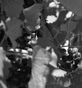 grapebw.jpg