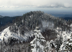Sosed Petelinovec./Neighbor Petelinovec.