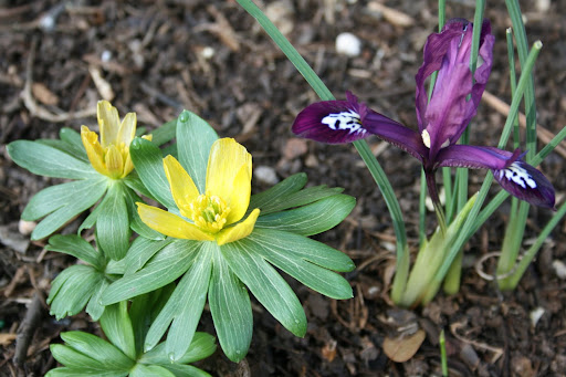 Winter aconite (Eranthis cilicica) and Iris reticulata ‘Pauline’ blooming together in the garden.