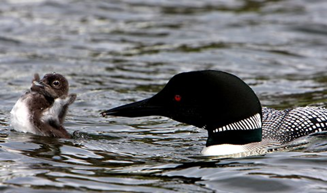 A common loon feeding a chick. Mercury that billows into the atmosphere from the smokestacks of coal-fired power plants has settled back down thickly in the Adirondacks, causing trouble for common loon, which nest in large numbers in the park, and other wildlife. Nina Schoch