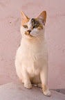 MAGGY hembra, 1 año
Tranquila, acepta caricias pero no se deja cargar, acepta a otros gatos pero no los busca