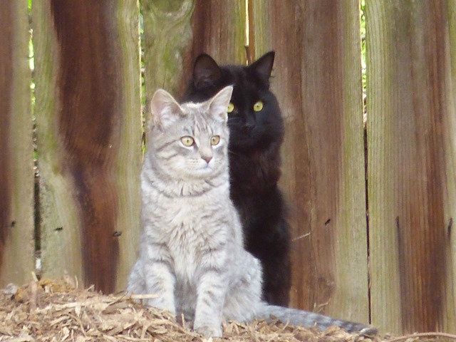 [cats3.jpg]