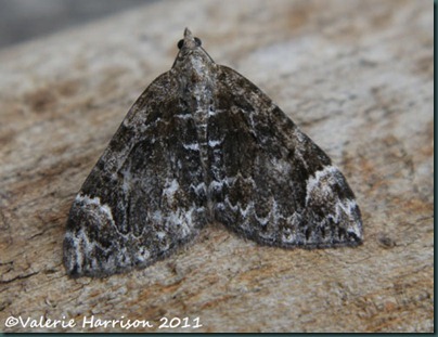 dark-marbled-carpet (2) dark-marbled-carpet (2)