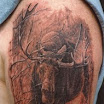 Alaskan Moose
