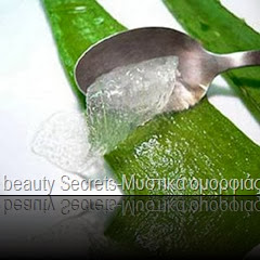 aloe-vera 1 aloe-vera 1