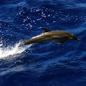 Striped Dolphin
