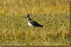 Lapwing (Vanellus vanellus)